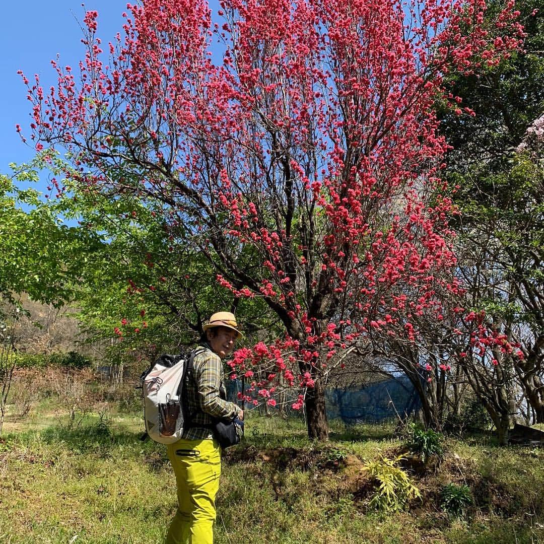 水木一郎さんのインスタグラム写真 - (水木一郎Instagram)「今日は天気が良かったので花見も兼ねて松田山の最明寺史跡公園を散策して来ました。かなり楽しめましたゼーット！ #最明寺史跡公園 #松田山 #桜 #レンギョウ #菜の花 #モクレン #桃源郷 #登山部 #ミレー  #水木一郎」4月4日 19時49分 - ichiromizuki