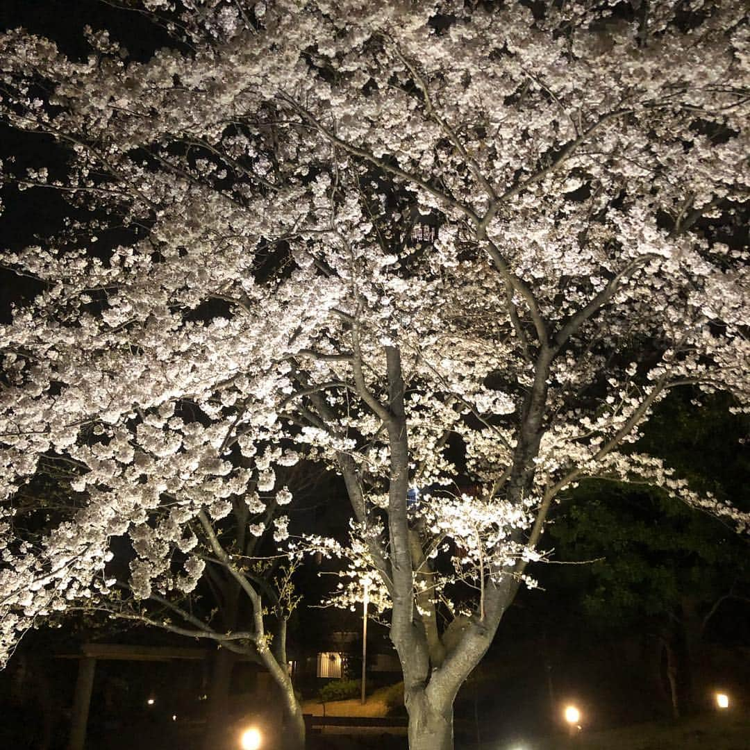 黒羽根利規さんのインスタグラム写真 - (黒羽根利規Instagram)「お疲れ様です。 夜桜めっちゃ綺麗なのでついつい🤳  話は変わりますが、ファイターズでも #コアエナジー のベルトが流行りつつある😊 これからもコアエナジーのベルト使ってる人見つけて写真撮って載せたいと思います⚾️ #松本剛 #谷口雄也 #藤岡貴裕 #堀瑞輝」4月4日 19時50分 - toshiki_k42