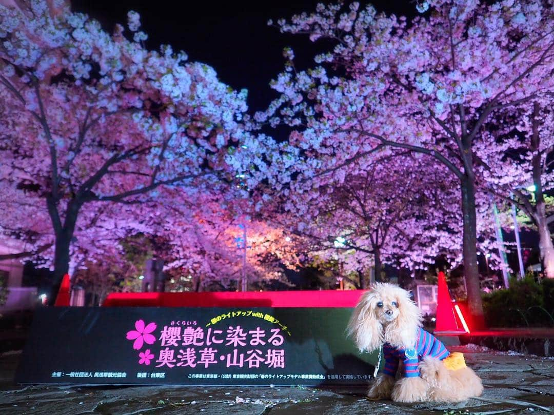 Toypoodle Mikuru?Asakusa Tokyoさんのインスタグラム写真 - (Toypoodle Mikuru?Asakusa TokyoInstagram)「20190404 Thursday. Goodnight 👋🏻 . あと1日頑張れば休日🥺 頑張れ私の元気💪🏻 . 昨日の夜桜パトロールコボレ画像より。 スカイツリーが見えないくらいもりもり満開に見えるなぁ😅 . #夜桜 #七駅七彩 #浅草駅」4月4日 19時50分 - purapura299