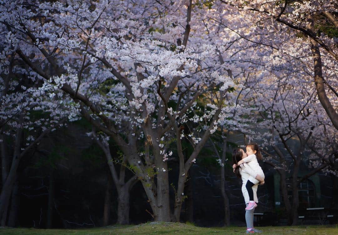 バイリンガル3兄妹のインスタグラム：「桜の季節は短いのに… 桜との記念撮影より 友達と遊ぶ方が忙しくて (ごもっともですな) ・ やっとくもんの帰りに写真撮れた♡ ・ ありがと、エマお姉さん♡ ・ そして空雅が桜と写真なんて撮らせてくれたのはいつが最後だろ？ 覚えとらん！😂 ・ またもっと大きくなって大人になったら ・ 撮らせてくれる時がくるかもね？！ ・ ・ #桜 #cherryblossom  #japanlife  #姉妹 #姉妹愛 #siblings  #バイリンガル #バイリンガル3兄妹  #えまち #はなち #7歳 #4歳 #ママカメラ #sonynex5t #ミラーレス一眼」