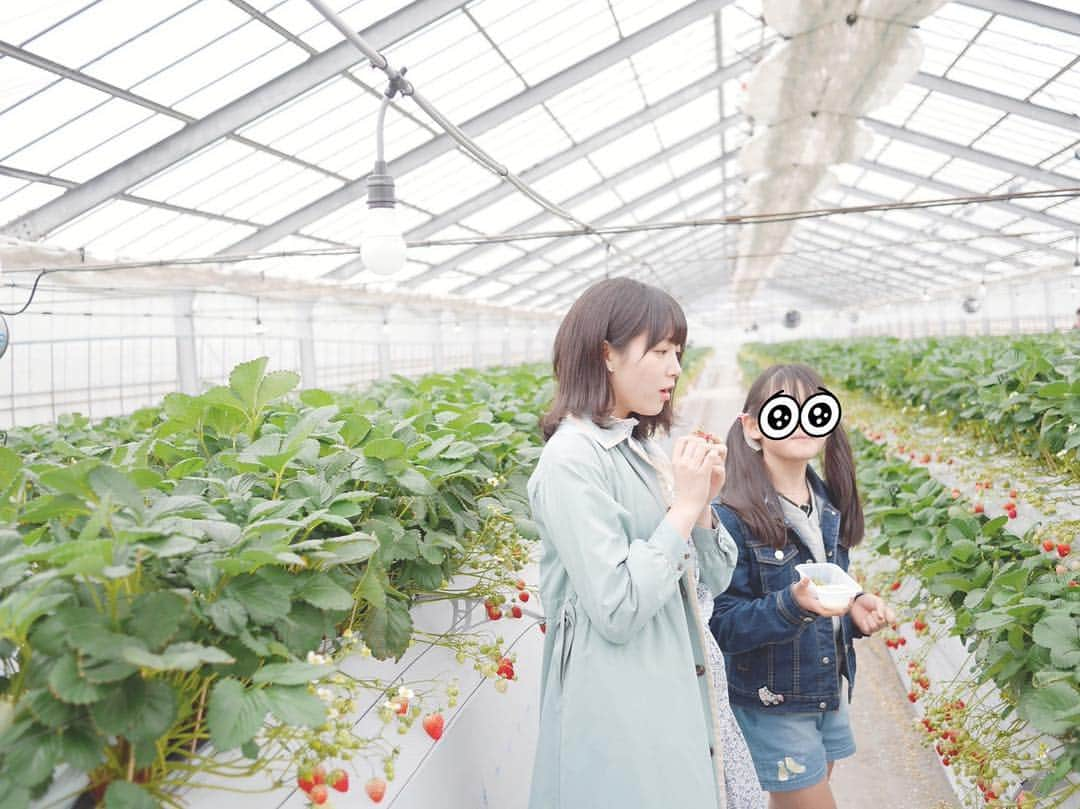 中山莉子さんのインスタグラム写真 - (中山莉子Instagram)「→ ㅤㅤㅤ 先日、いとこちゃんとじーちゃんとㅤㅤㅤ 念願のいちご狩り行ってきました 🍓 ㅤㅤㅤ ㅤㅤㅤ #いちご狩りㅤㅤㅤ #30分短いと思ったけど #いちごも永遠に食べれないねㅤㅤㅤ #食べたくても胃に入らない#お腹いっぱいㅤㅤㅤ #おいしすぎましたㅤㅤㅤ #やりたいこと１つ叶えた #また行こうㅤㅤㅤ  ㅤㅤㅤ」4月4日 19時58分 - nakayama_riko_official