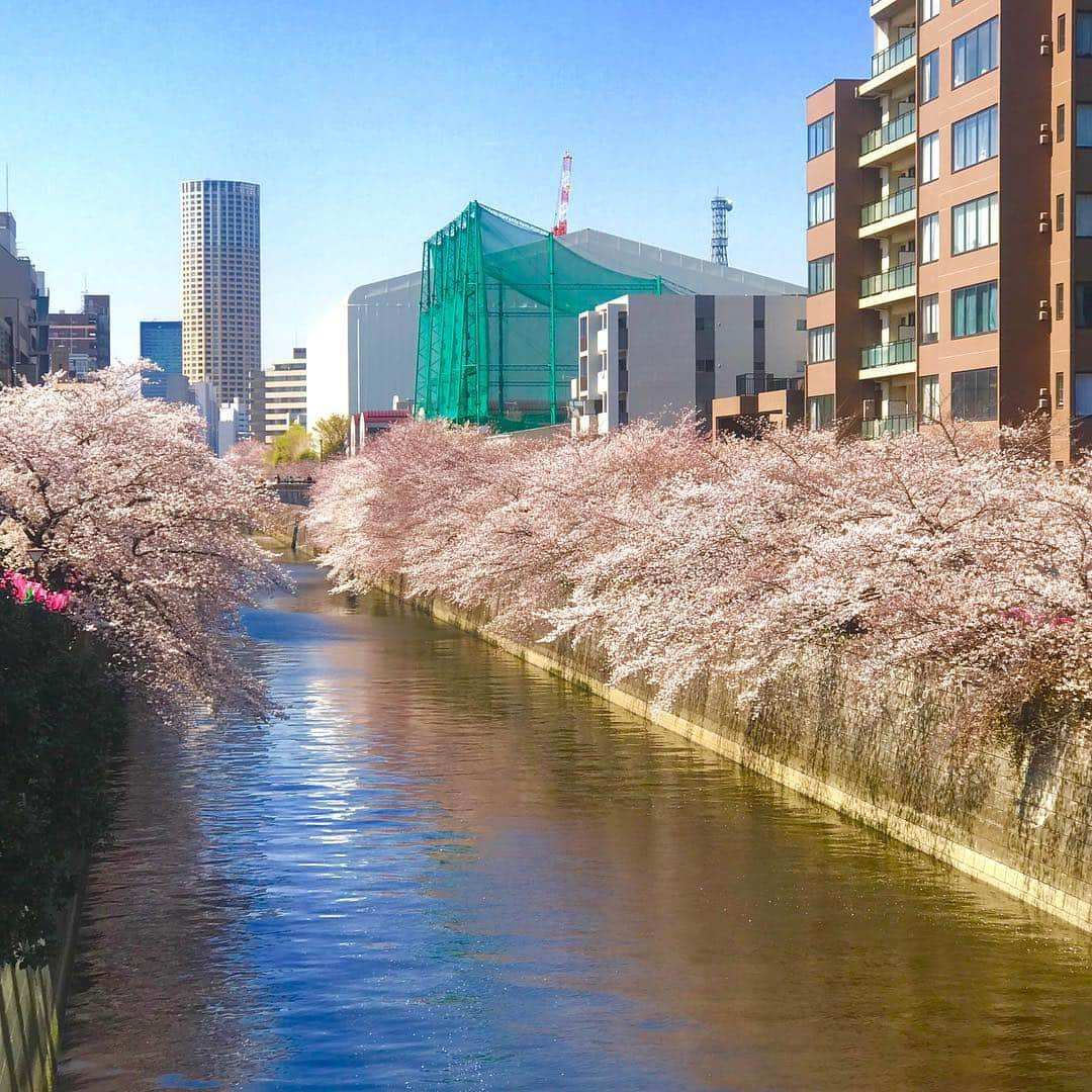 相沢あいさんのインスタグラム写真 - (相沢あいInstagram)「Day & Night #cherryblossom #桜 #花見 #目黒川 #目黒川の桜」4月4日 20時02分 - aizawaai