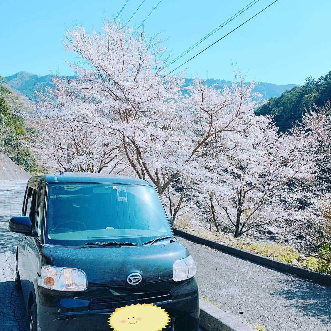 HIROさんのインスタグラム写真 - (HIROInstagram)「桃の花観て桜を観に(๑˃̵ᴗ˂̵) やっぱり和歌山は良い(^O^) #桜 #１人旅 #紀美野町 #和歌山 #ドライブ #タント」4月4日 20時03分 - hiro19770420