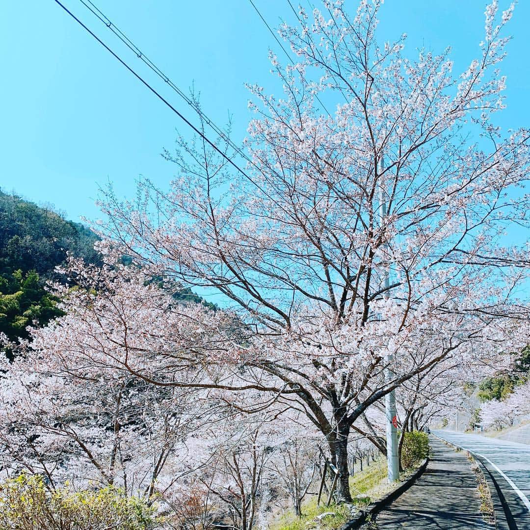 HIROさんのインスタグラム写真 - (HIROInstagram)「桃の花観て桜を観に(๑˃̵ᴗ˂̵) やっぱり和歌山は良い(^O^) #桜 #１人旅 #紀美野町 #和歌山 #ドライブ #タント」4月4日 20時03分 - hiro19770420