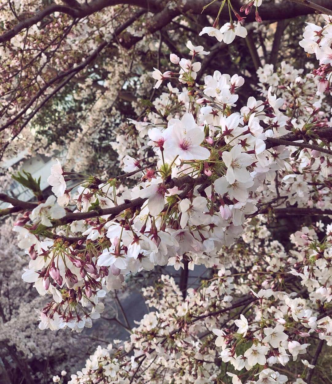 林ゆめさんのインスタグラム写真 - (林ゆめInstagram)「さくら〜🌸﻿ たまたま通ったら桜いっぱいだった﻿ もうあちこち桜咲いてるね〜﻿ ﻿ 明日からはあったかいよ！！﻿ でもゆめは北海道行くよ！！！﻿ 北海道天気予報見たら雪だった❄️笑﻿ でも楽しみ〜！年末年始ぶりの北海道❤️﻿ _﻿ _﻿ _﻿ #桜」4月4日 20時05分 - ___yuume.18