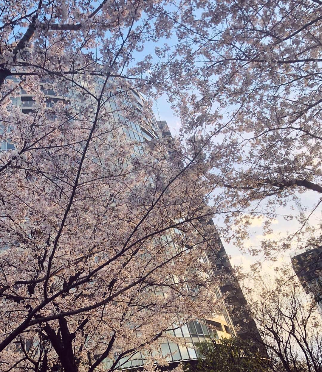 林ゆめさんのインスタグラム写真 - (林ゆめInstagram)「さくら〜🌸﻿ たまたま通ったら桜いっぱいだった﻿ もうあちこち桜咲いてるね〜﻿ ﻿ 明日からはあったかいよ！！﻿ でもゆめは北海道行くよ！！！﻿ 北海道天気予報見たら雪だった❄️笑﻿ でも楽しみ〜！年末年始ぶりの北海道❤️﻿ _﻿ _﻿ _﻿ #桜」4月4日 20時05分 - ___yuume.18