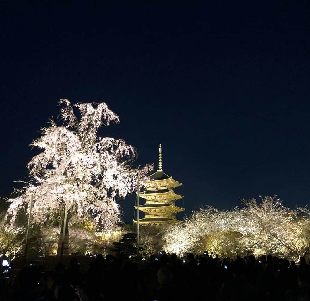 加藤順大さんのインスタグラム写真 - (加藤順大Instagram)「東寺の桜を観てきました。 圧巻。 ものすごく綺麗でしたのでおすそ分けです！！ #桜 #sakura #日本 #japan」4月4日 20時09分 - nobuhiro1