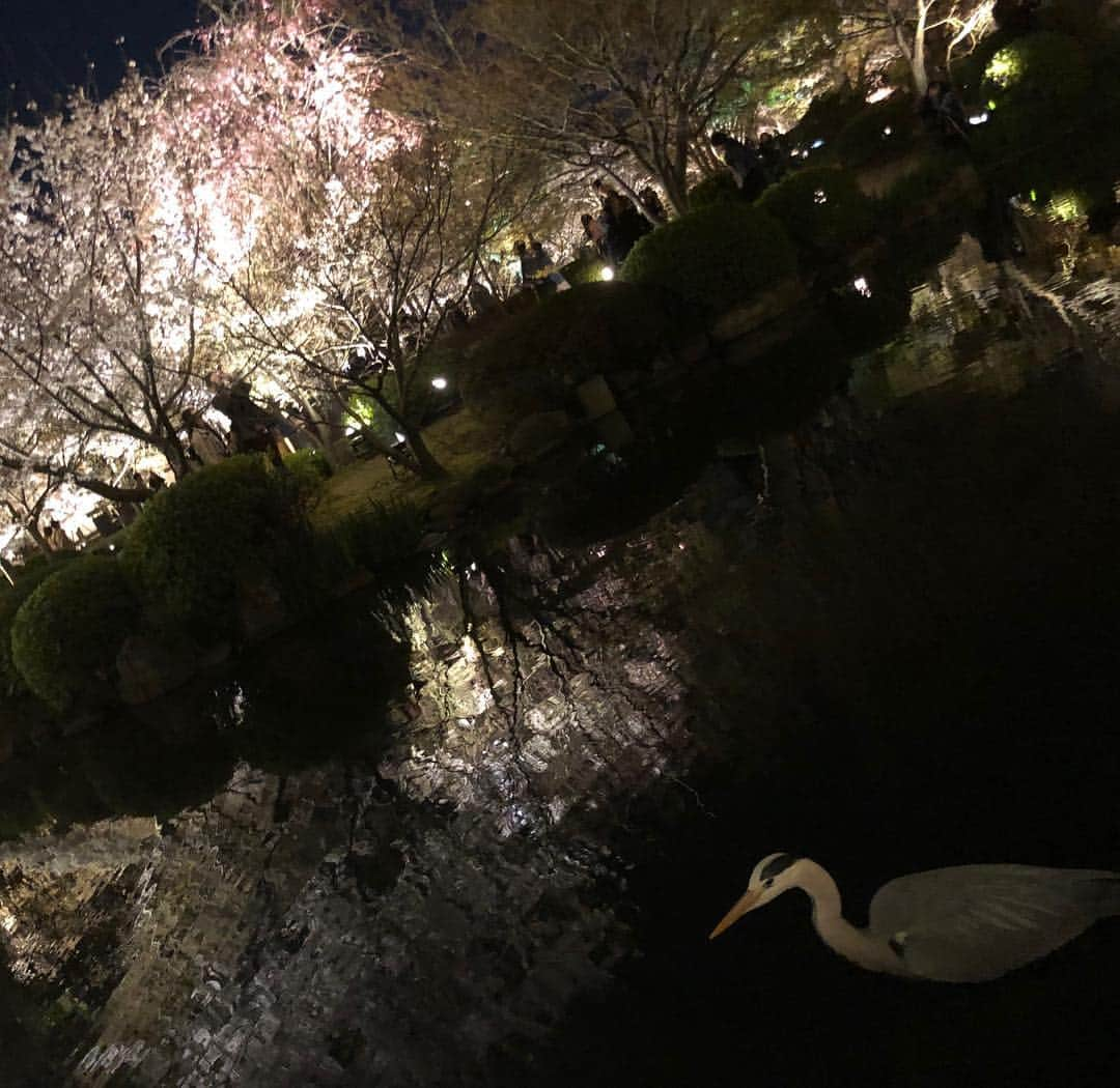 加藤順大さんのインスタグラム写真 - (加藤順大Instagram)「東寺の桜を観てきました。 圧巻。 ものすごく綺麗でしたのでおすそ分けです！！ #桜 #sakura #日本 #japan」4月4日 20時09分 - nobuhiro1