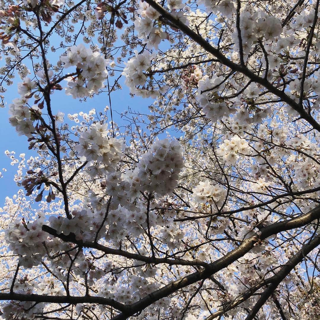 Megumiさんのインスタグラム写真 - (MegumiInstagram)「今日の #桜 #東京 花見中の #猫」4月4日 20時10分 - paix2megumi