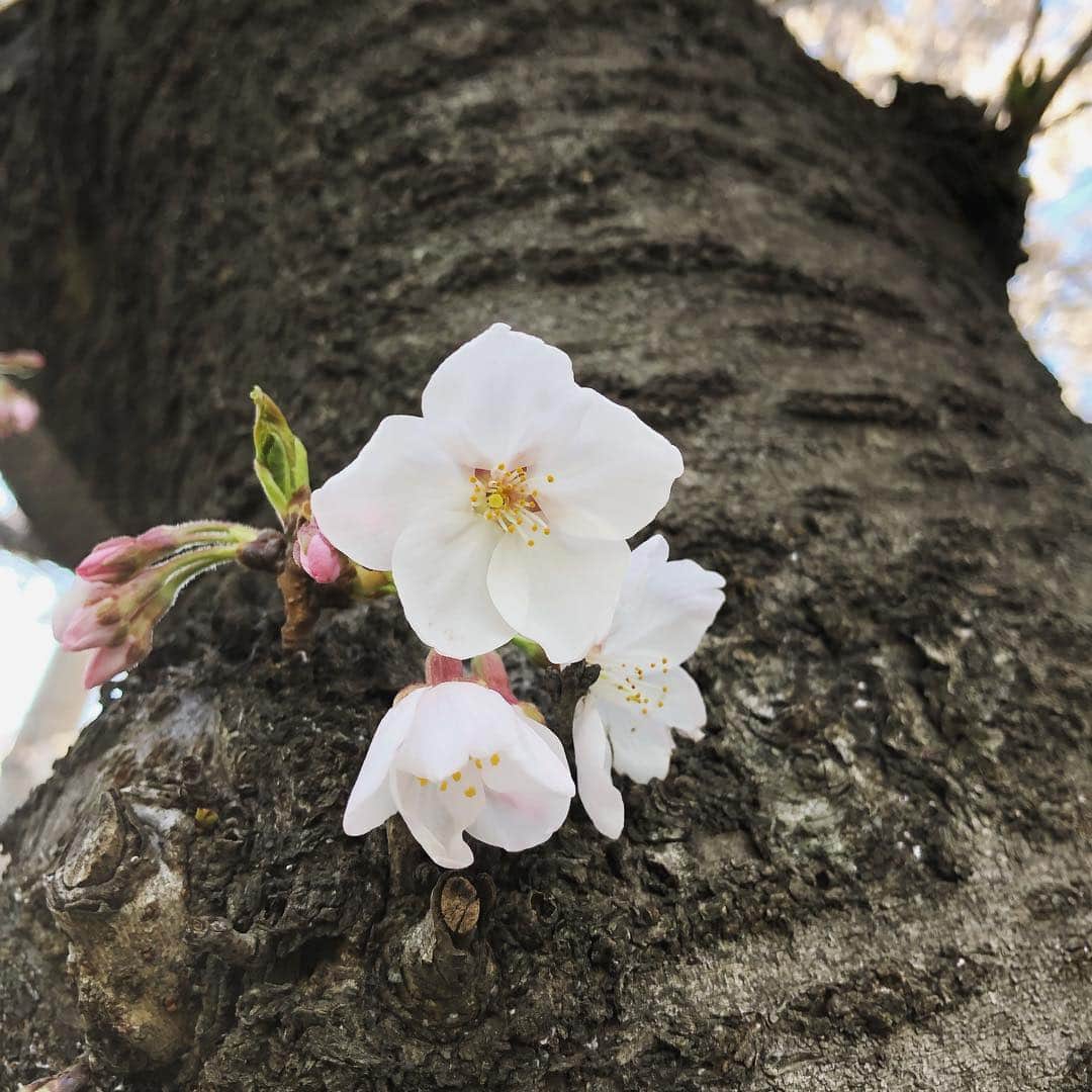 Megumiさんのインスタグラム写真 - (MegumiInstagram)「今日の #桜 #東京 花見中の #猫」4月4日 20時10分 - paix2megumi