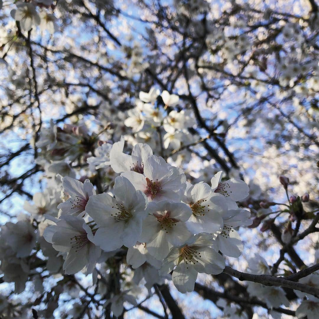 Megumiさんのインスタグラム写真 - (MegumiInstagram)「今日の #桜 #東京 花見中の #猫」4月4日 20時10分 - paix2megumi