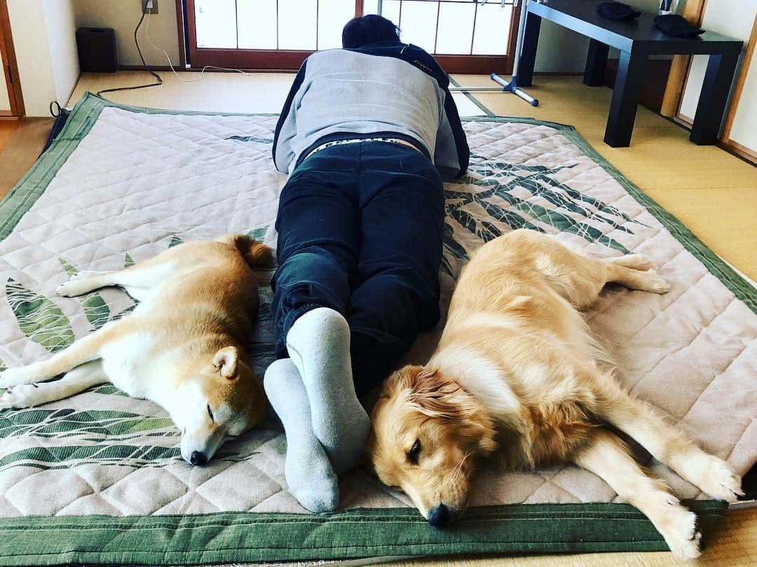 篠原信一さんのインスタグラム写真 - (篠原信一Instagram)「小鉄とニコの大冒険🐾🌀 同じ格好で寝てたんやな💤 漫画読んでて分からんかったわ😅 #柴犬 #しばいぬ #ゴールデンレトリバー #小鉄とニコの大冒険  #shibainu #shibainulover #shibainutoday #shibainuinstagram #shibainudaily #shibainusofinsta #golden #goldenretriever #goldenretrieverlover #goldenretrievertoday #goldenretrieverinstagram #goldenretrieversofinsta #goldenretrieverdaily」4月4日 20時10分 - kotetu__niko