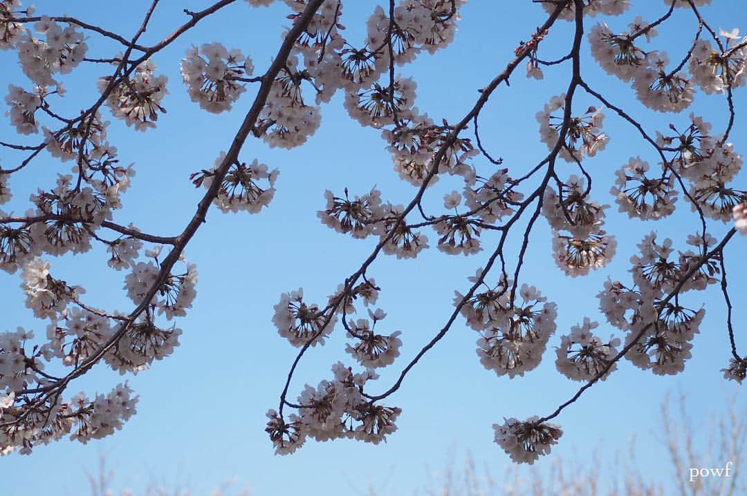 anemone_69さんのインスタグラム写真 - (anemone_69Instagram)「. ☀︎ ⋆*❀*⋆ฺ｡* . . #ソメイヨシノ #染井吉野 #sakura #サクラ #桜 #cherryblossom . . .」4月4日 20時11分 - powf