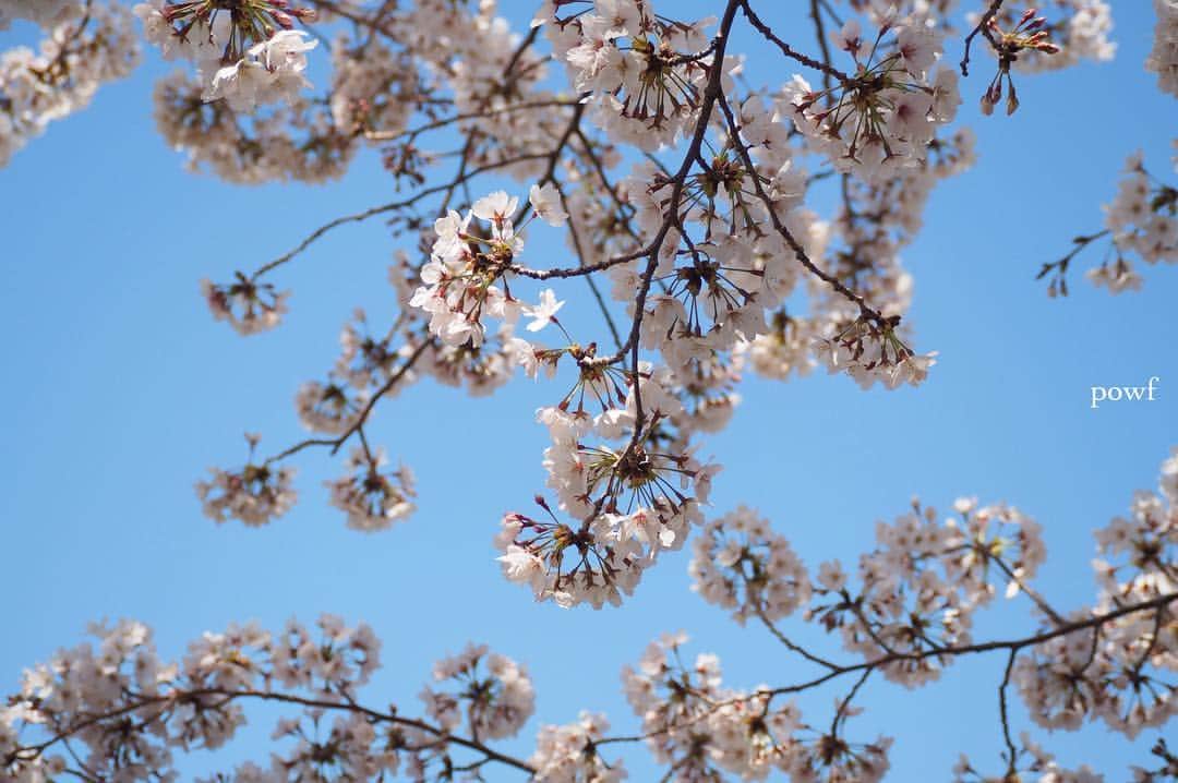 anemone_69さんのインスタグラム写真 - (anemone_69Instagram)「. ☀︎ ⋆*❀*⋆ฺ｡* . . #ソメイヨシノ #染井吉野 #sakura #サクラ #桜 #cherryblossom . . .」4月4日 20時11分 - powf