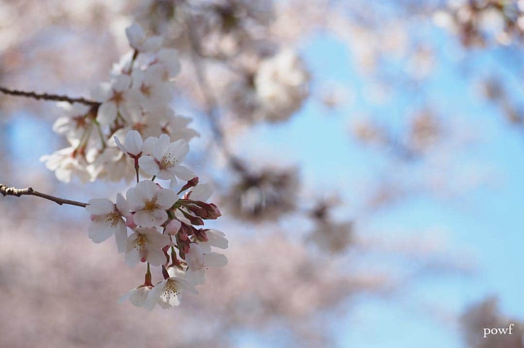 anemone_69さんのインスタグラム写真 - (anemone_69Instagram)「. ☀︎ ⋆*❀*⋆ฺ｡* . . #ソメイヨシノ #染井吉野 #sakura #サクラ #桜 #cherryblossom . . .」4月4日 20時11分 - powf