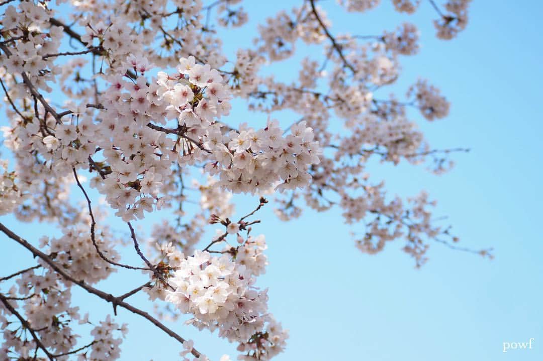 anemone_69のインスタグラム：「. ☀︎ ⋆*❀*⋆ฺ｡* . . #ソメイヨシノ #染井吉野 #sakura #サクラ #桜 #cherryblossom . . .」