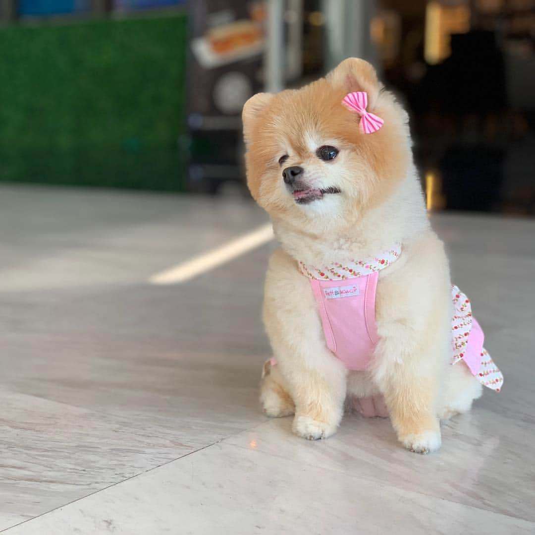 Ella Chuffyさんのインスタグラム写真 - (Ella ChuffyInstagram)「Sunbath after a fur cut...feeling like a furshionista~ 😍 #sunbath . . . . . . . #ellachuffy #pet #petstagram #pomeranianpage #pomeraniansofinstagram #teacuppoms #cutedogs #pomeranian_lovers #pomeranianlife #pomeranianworld #teddybeardog #pomeranian #puppylove #aplacetolovedogs #dogoftheday #justpomeranians #fluffypack #dogoftheday #anmlsposts #thedailypompom #picoftheday #fluffy #犬 #狗 #everydaydoglover #puppy」4月4日 20時11分 - missdiad