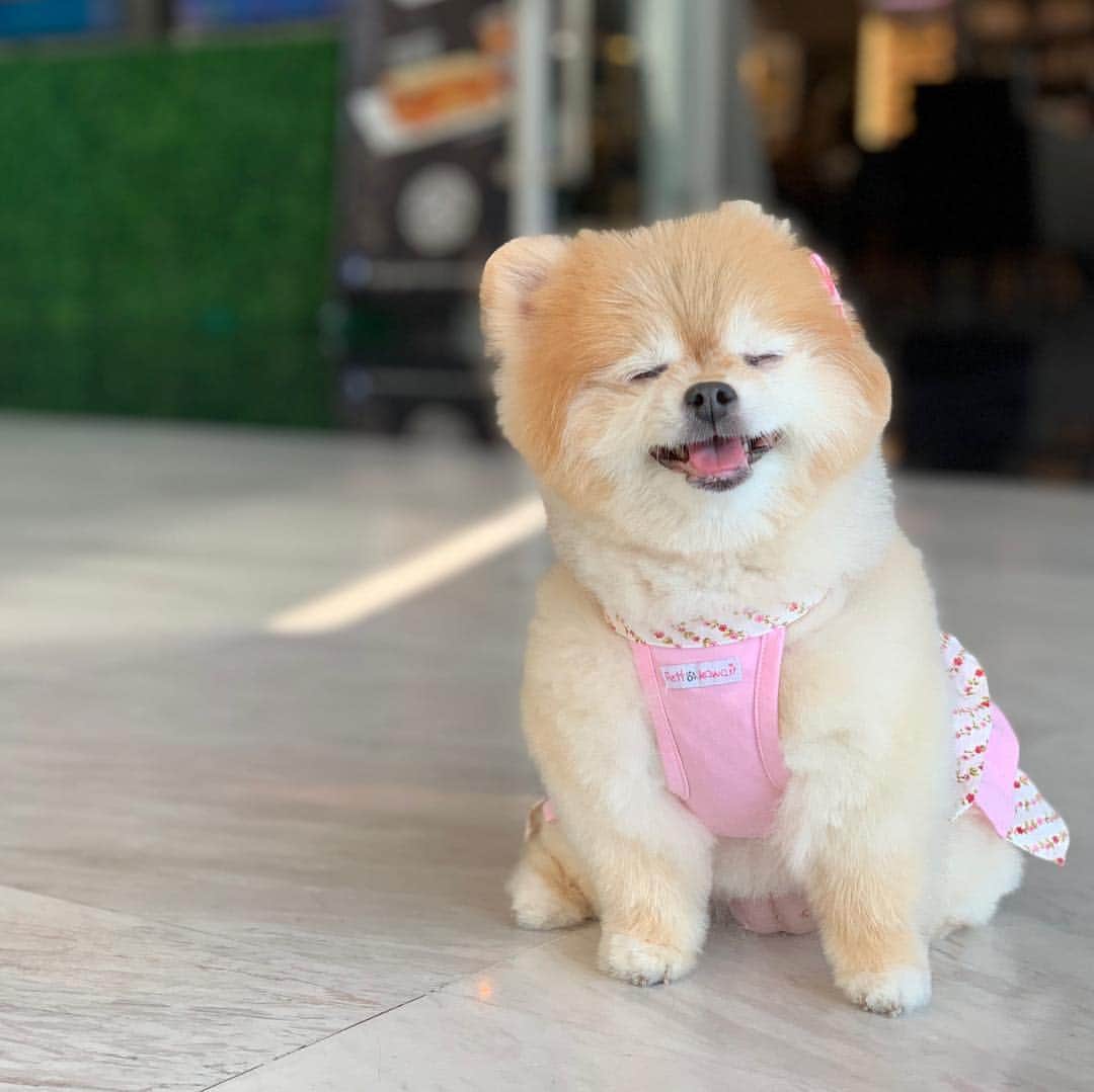 Ella Chuffyのインスタグラム：「Sunbath after a fur cut...feeling like a furshionista~ 😍 #sunbath . . . . . . . #ellachuffy #pet #petstagram #pomeranianpage #pomeraniansofinstagram #teacuppoms #cutedogs #pomeranian_lovers #pomeranianlife #pomeranianworld #teddybeardog #pomeranian #puppylove #aplacetolovedogs #dogoftheday #justpomeranians #fluffypack #dogoftheday #anmlsposts #thedailypompom #picoftheday #fluffy #犬 #狗 #everydaydoglover #puppy」