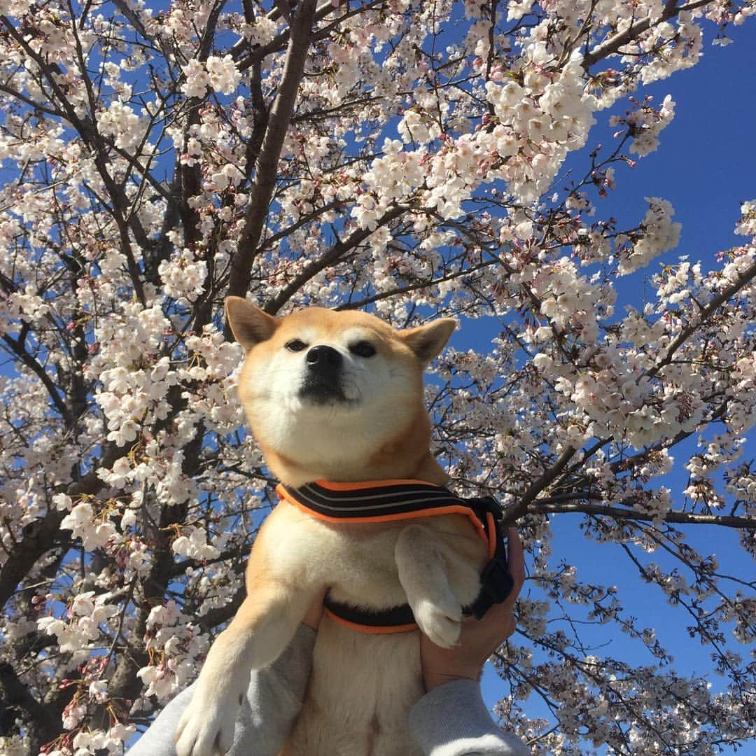 がんちゃんさんのインスタグラム写真 - (がんちゃんInstagram)「桜🌸をバックに写真を撮りたくて📷  頑張って高い高いしたのは私です💪タッキーが仰け反り過ぎて危なかった😅」4月4日 20時12分 - kota2ann