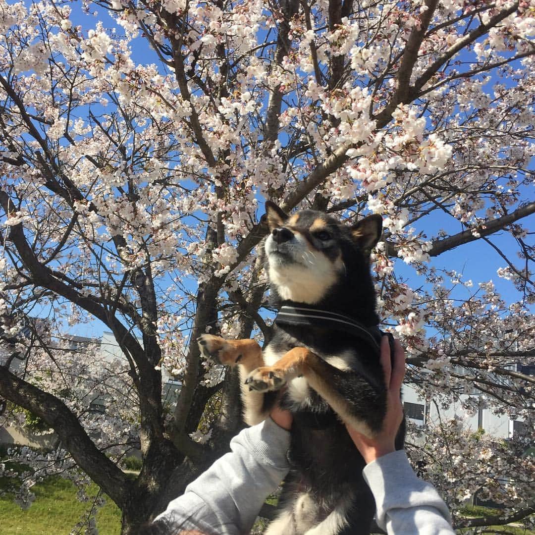 がんちゃんさんのインスタグラム写真 - (がんちゃんInstagram)「桜🌸をバックに写真を撮りたくて📷  頑張って高い高いしたのは私です💪タッキーが仰け反り過ぎて危なかった😅」4月4日 20時12分 - kota2ann