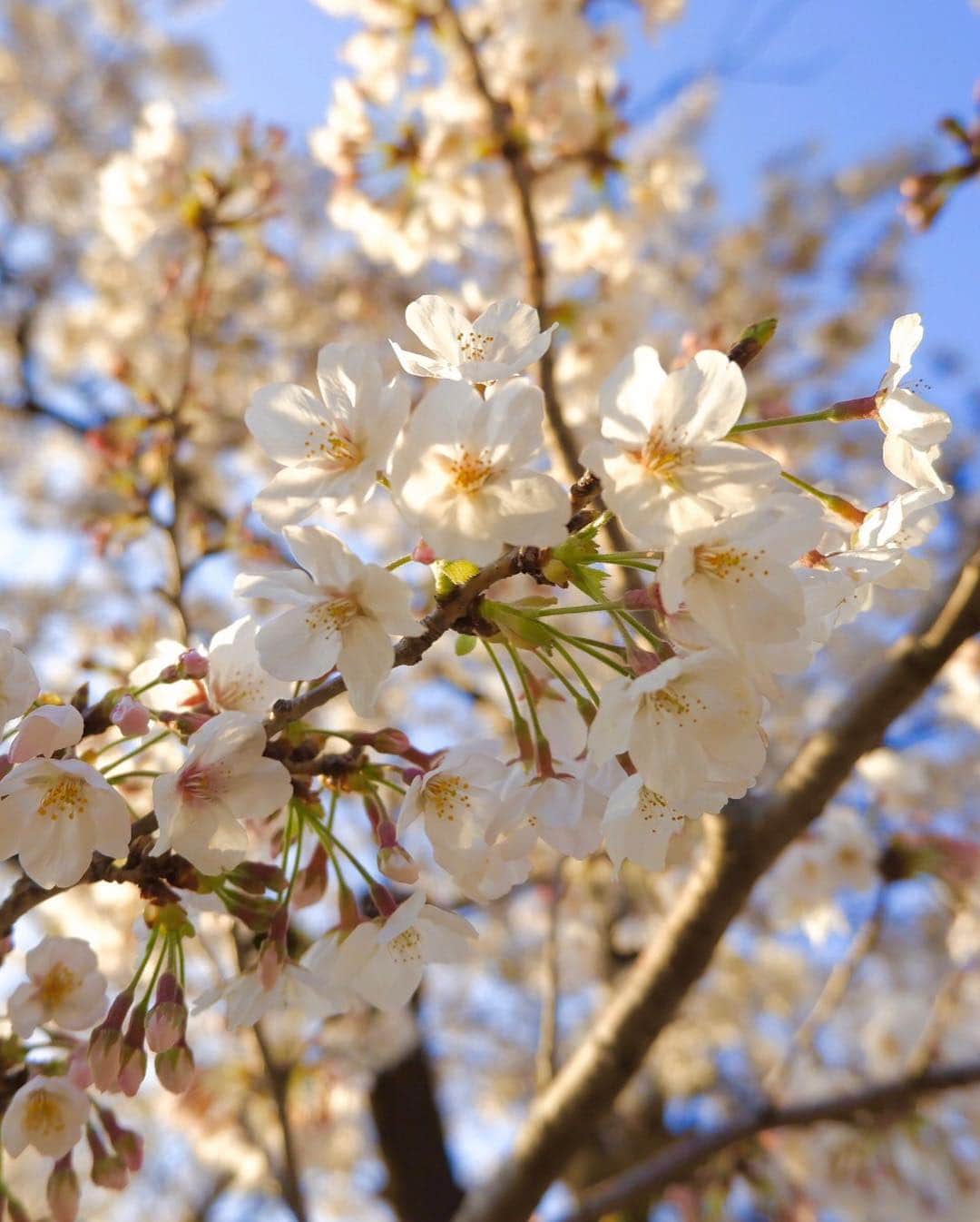 今野杏南さんのインスタグラム写真 - (今野杏南Instagram)「* 上野へ桜を見に行けました🌸 * * #お花見  #上野公園  #fujifilm」4月4日 20時21分 - anna_konno0615