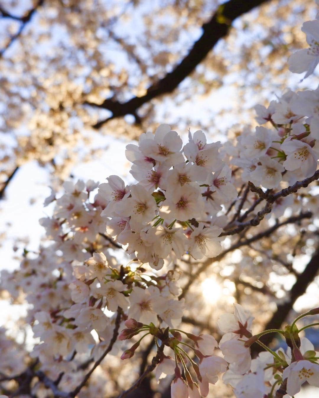 今野杏南さんのインスタグラム写真 - (今野杏南Instagram)「* 上野へ桜を見に行けました🌸 * * #お花見  #上野公園  #fujifilm」4月4日 20時21分 - anna_konno0615
