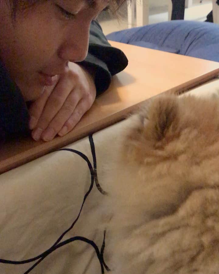 RIO POMEのインスタグラム：「なんてことのない日常✨ 幸せな日常✨ . 今ママさんが働いてるところは介護の仕事でそこの事務職です✨ .  バタバタとしているたまにしか会わないママさんにもいつも大変やね❣️カラダ壊さないんようにね❣️と見守ってくれる利用者さん…持ってきたらいけないおやつを持ってきてこっそりくれて励ましてくれる利用者さん… 今日はあなたのお顔が見れてうれしいわ😊て優しい声をかけてくれる利用者さん… 笑顔で朝の挨拶をするだけでほんとに幸せそうな顔をしてくれる利用者さん… .  今までの中で最高に時間的にも神経的にも体力的にもハードな仕事だけどこんなにも泣けるくらい優しさをもらえる仕事も初めてで… . お年寄りのパワーや優しさを感じながらその反面人のあっけない最期を突然聞かされることもあります。 その訃報を聞いた時に自分に何かできたかもしれない…と自責の念に駆られるスタッフもいたりとみんなほんとこの仕事が好きなんだなあ…と思うこともよくあります。 . そういう訃報を聞くたび私は最期にどういう生き方をしたらこれでよかった…て思えるんだろう…て考えることがよくあります。 . 考えても答えは見つからないんだけど、毎日毎日を大切に過ごしたいな…という思いは強くなってるように思います✨ なんかよく分からない長いキャプになっちゃいましたが… . 明日からにいちゃんも学校だし、気を引き締めてまた頑張ります❤️ .  #ポメラニアン #pomeranian  #犬 #dog #dogstagram#doglover #愛犬 #わんこ #ポメラニアン大好き #ポメラニアンが世界一可愛い #pom #ぽめらにあん #ポメ#pomeraniansofinstagram  #pomeranianlove #ふわもこ部 #いぬバカ部 #癒しわんこ#instapic#pomstagram #puppy #dogsofinstagram #cute#cutedog #明日は国保連の請求処理 #スムーズにいきますように」