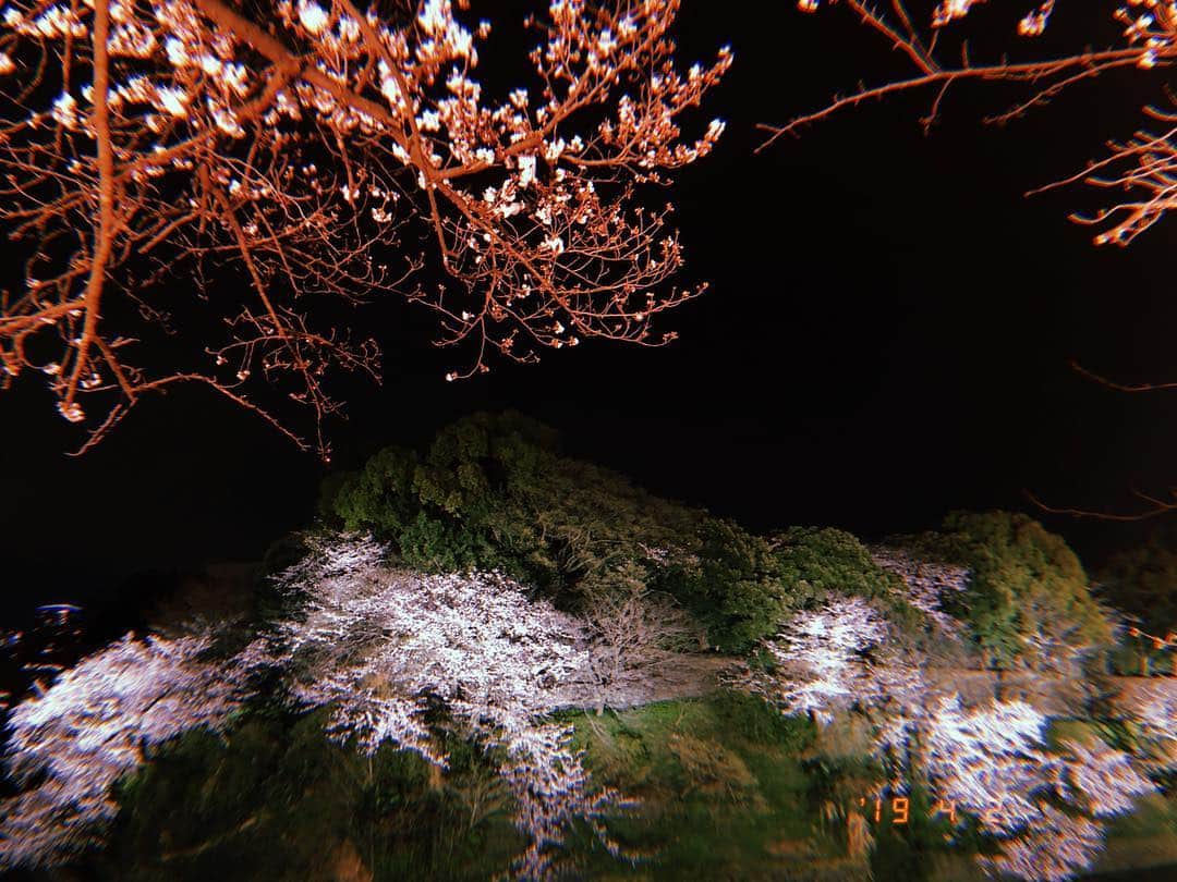 柏木由紀さんのインスタグラム写真 - (柏木由紀Instagram)「. 夜桜🌸 綺麗。いつまで見れるかな。」4月4日 20時18分 - yukikashiwagi_official