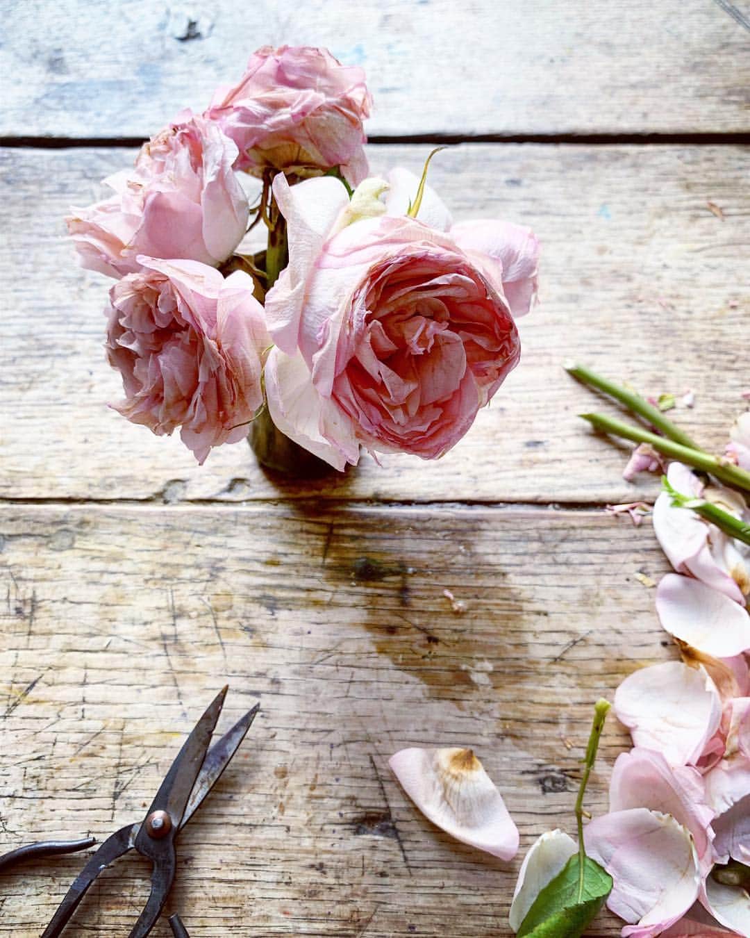 Tea and sittingのインスタグラム：「🌿🌸... This morning I should have been doing lots of other things but I found that rejuvenating my 4 week old roses for their last lap of life somehow took precedence...I’ve put the whole process in my Stories and you can swipe across here to see the ‘before’ picture 🌱」