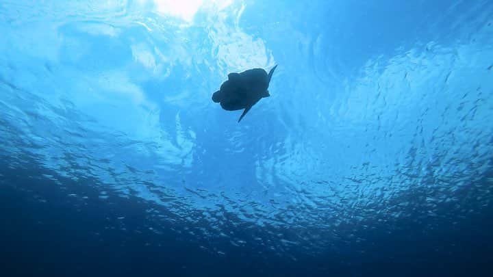 H I R O M I M O R I Y Aのインスタグラム：「海は地球上の70%を占めています。 人が誕生する何億年も前からある海が人間の行動で壊され続けている現状。  その中でもやはりゴミ問題が一番だと思う。  つい最近でもイタリアでマッコウクジラの死体が見つかって胃の中には22キロ分のプラスチックゴミが見つかったらしい。 しかも子宮の中に赤ちゃんが赤ちゃんも死んでしまったと。  プラスチックゴミは今現在、世界の海に1億5000万トンもあり、年間で800万トンも海に流出しています。  日本は海岸線破壊の世界のリーダーと呼ばれていて、1980年代に工場や埋立地でどんどん破壊されていった日本の海。 一人一人がそれを理解してほしいし、少しでも協力して心がけてくれる人が増えてくれるといいな。  こんなに綺麗な海が今でもあるんだから今の海をまずは守って、もっとみんなが楽しめる海を作っていけたらいいなーってまだ全然下手だけど見てみてください🙇‍♂」