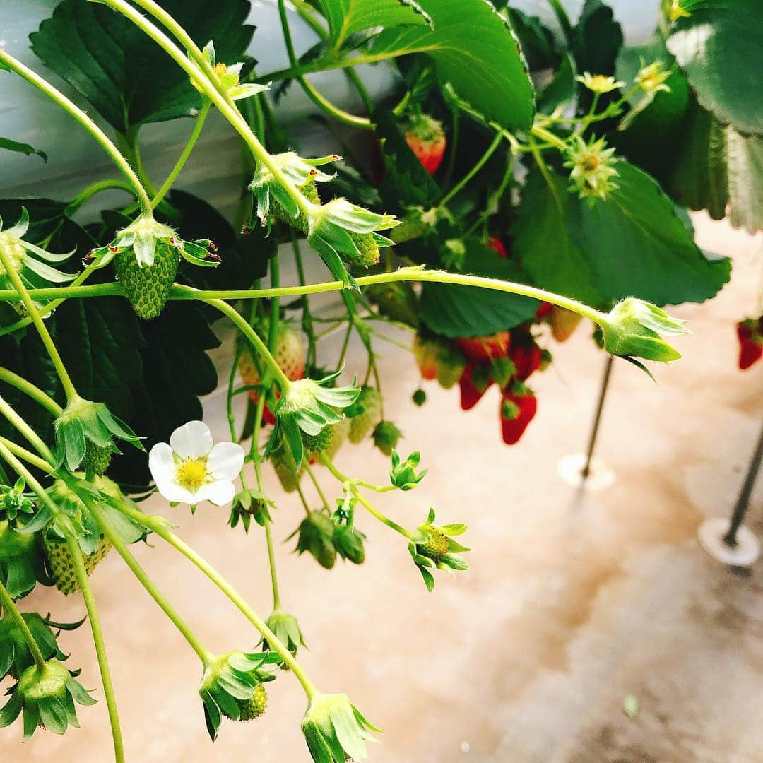 真坂美帆さんのインスタグラム写真 - (真坂美帆Instagram)「💫 ★strawberry🍓★ いちご狩りに行ってきました。 3種類を食べ比べしました♡ 大好きないちごをたっくさん食べられて幸せだなぁ💕 *** 農園のみなさん、美味しいいちごをありがとうございます！ #ootd #instasweet #strawberry #red #instapic #instahappy #instagood #chanel #lerevevaniller #vaniller_style #cute #prettygirls #japanesegirl #いちご #甘い #いちご狩り #春コーデ #春 #ストロベリー #ピンク #ビジョビ #ハート」4月4日 20時32分 - miho.sakurazaka_mii