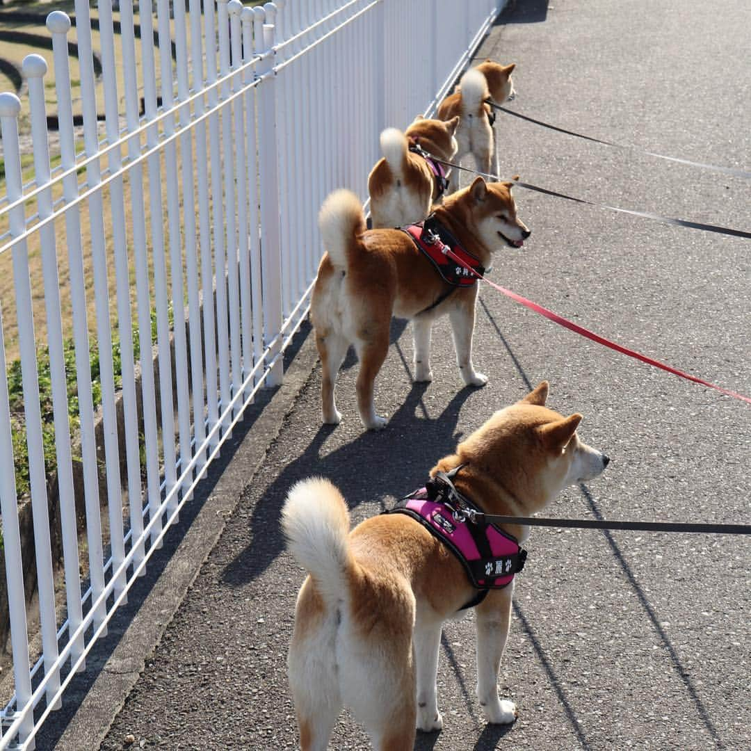 linnmamaさんのインスタグラム写真 - (linnmamaInstagram)「今日は縦列だよ😍〜狭い道でもなかったのに、そういう気分だったのかな😊  #柴犬#dog#柴犬凜の勇気凜々every day#shibastagram」4月4日 20時42分 - linnmama