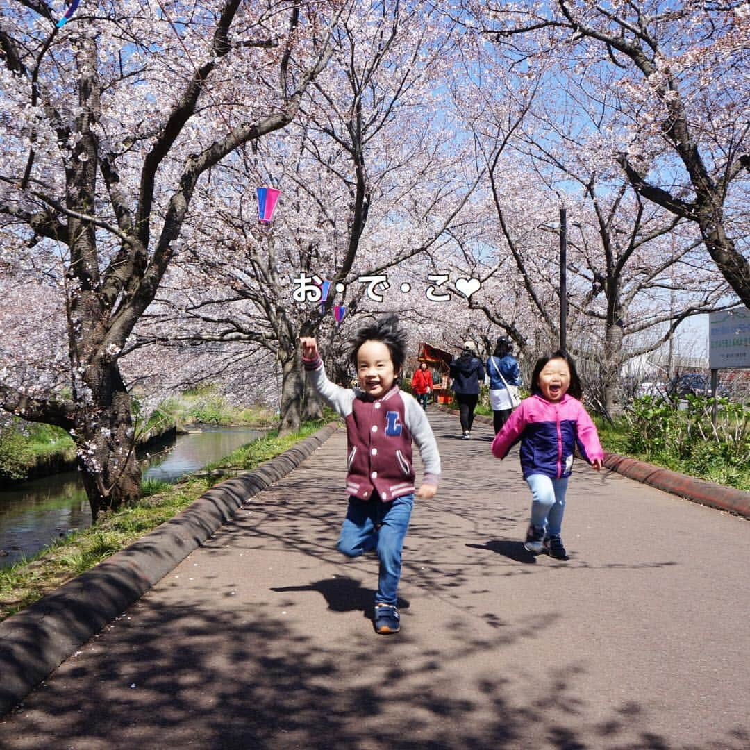 makikoさんのインスタグラム写真 - (makikoInstagram)「❤︎ 今日はりこちゃん、かこちゃんとお弁当持ってお花見へ🍱🌸 ．  めっちゃ満開！😆❤️感動👏🏻😭 ．  早速お弁当食べ終わったら、3歳児2人はトコトコお散歩👦🏻🧒🏻 ．  最近エイトは写真撮るってなったらすぐちょける。🤷🏻‍♀️（笑） ．  妹２人もお花見、、と思ったら、かこちゃんはほとんど寝てた〜😂💗 ．  #3歳児2人は桜に興味あったの最初だけ #あっという間に退散して近所の公園w #幼稚園に向けてお弁当箱に初めて詰めてみた #量がむずかしい #お花見 #0歳 #3歳 #兄妹 #親バカ部」4月4日 20時56分 - batako93