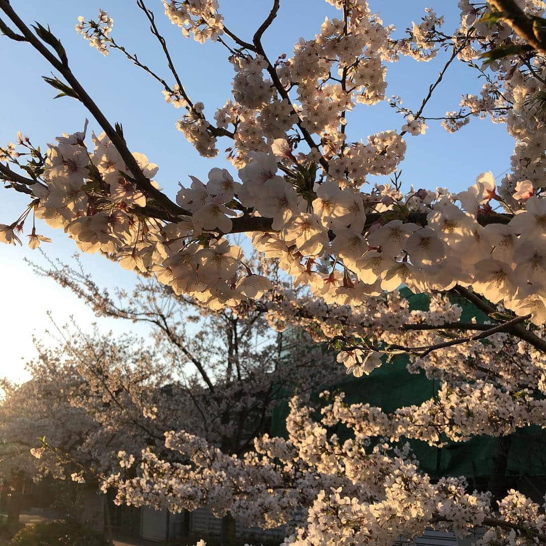 MUROさんのインスタグラム写真 - (MUROInstagram)「今年も見事な咲きっぷりでした🌸SAKURA SAKURA / 郷ひろみ #1976 #cbssonyrecords  #郷ひろみ #gogoeson  #sakurasakura」4月4日 20時50分 - dj_muro