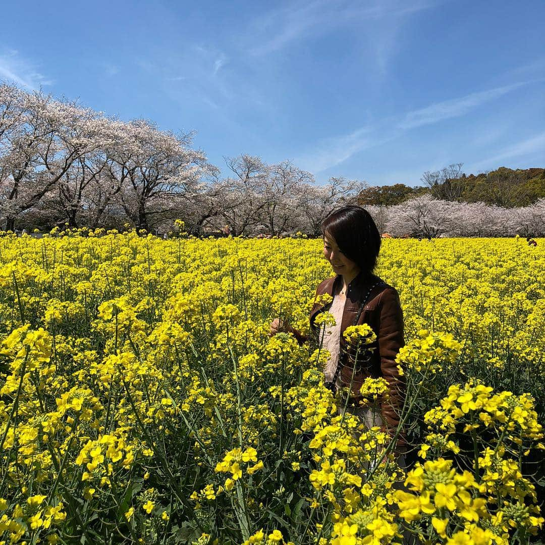 宮崎宣子さんのインスタグラム写真 - (宮崎宣子Instagram)「西都原古墳群に行ってきました🌸 満開の桜と一面の菜の花のコラボレーションが本当に素晴らしくて圧巻です🌸🌸🌸🌼🌼🌼 もう、言葉が出ないくらいの景色で、たくさんの方々が花見にきていました。 西都原古墳群の中にも入れたり、 宮崎の西都にこんな素敵な、ポスターのような景色が見られるなんて😊 是非是非見に来て下さい🌸 歩いているだけで、幸せでした。 桜のトンネルと菜の花と青い空のグラデーションが本当に素晴らしいです🌸🌼 #西都原古墳群 #西都 #宮崎県 #花見 #桜満開 #桜のトンネル #桜 #菜の花 #最高の景色 #人生で一度は行くべき #圧巻 #saito_seeing #saito #miyazaki #絶景 #宮崎の絶景」4月4日 20時51分 - miyazaki_nobuko