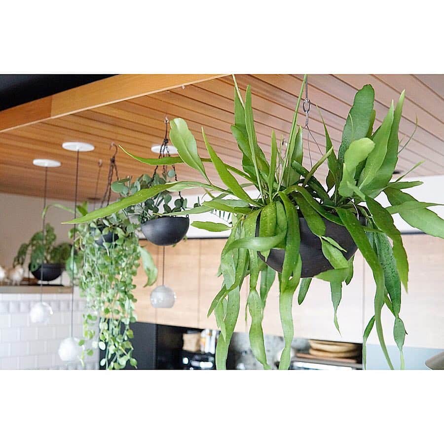 植物のある家さんのインスタグラム写真 - (植物のある家Instagram)「ー吊り鉢ー . ボリューム重視！ . エピフィルム フミリス これもサボテン 2株まとめて25センチの鉄鉢に植え替えました . . 暗いとこでもやってける最強植物… . 我が家にはもってこい！ . 最近、デカ目でインパクトあるタイプ推し . . . #エピフィルム #エピフィルムフミリス  #マイホーム #観葉植物 #植物 #植物のある暮らし #植物のある家 #新築 #注文住宅 #住宅 #家 #設計 #デザイン #建築 #インテリア #レッドシダー #暮らし #家造り#一戸建て #ディスキディア #ハンギング #ペンダントライト #サボテン #吊り鉢 #キッチン #ハンギンググリーン #hanging #キッチンインテリア #myhome」4月4日 20時53分 - plusoneline