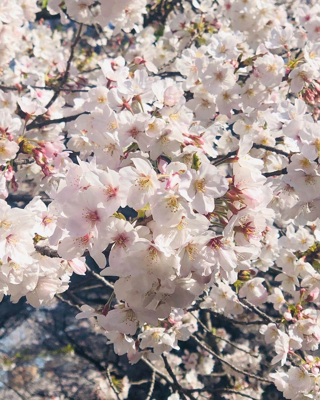 大後寿々花さんのインスタグラム写真 - (大後寿々花Instagram)「満開の桜をこんなに近くで見られるなんて。 今年はお花見難しそうだなぁと思っていたけど、とっても素敵な日にお花見できました🌸どんな時でも、綺麗なものをみて心から綺麗と感じる時間は大切ですね。感謝😊💕 #cherryblossoms #🌸 #spring #japan」4月4日 21時04分 - suzuka_ohgo
