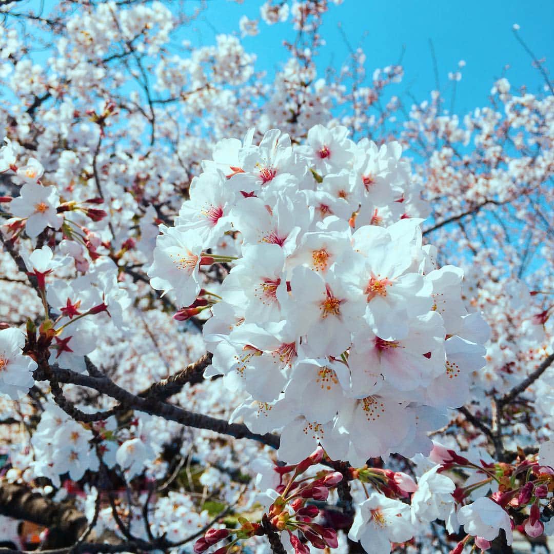 内田絢子さんのインスタグラム写真 - (内田絢子Instagram)「大阪城公園、優しいピンクに包まれてます♡  週末は桜のアーチも満開になりそうだなぁ。  今日は桜ラン 5KM！  #大阪城公園 #大阪城公園の桜 #桜2019 #大阪桜スポット #桜コレクション #桜ラン」4月4日 21時06分 - uccijun