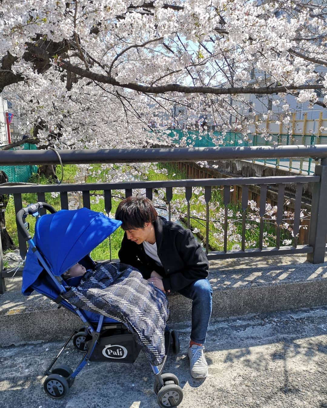 本多真弓さんのインスタグラム写真 - (本多真弓Instagram)「期日前投票の帰りにふらっとお花見へ。 家族3人で初めての桜観賞です👪🌸 . . . お出かけは軽量ベビーカーのトレプントノーベで。 ひとつ前の投稿にも書きましたが @pali_japan の公式オンラインストアで20%オフになるキャンペーンやってますよ✅ (決算の時にクーポンコードを入れてね) うちの子はこの愛車🇮🇹に乗るとニコニコしてるしよく寝てくれます👶 ベビーカー大好きでいてくれて本当に助かる😊 . . #お花見 #渋川 #ベビーカー大好き #pali #パーリ #イタリア #スプリングキャンペーン #パパコーデ」4月4日 21時08分 - mayumi_h_i