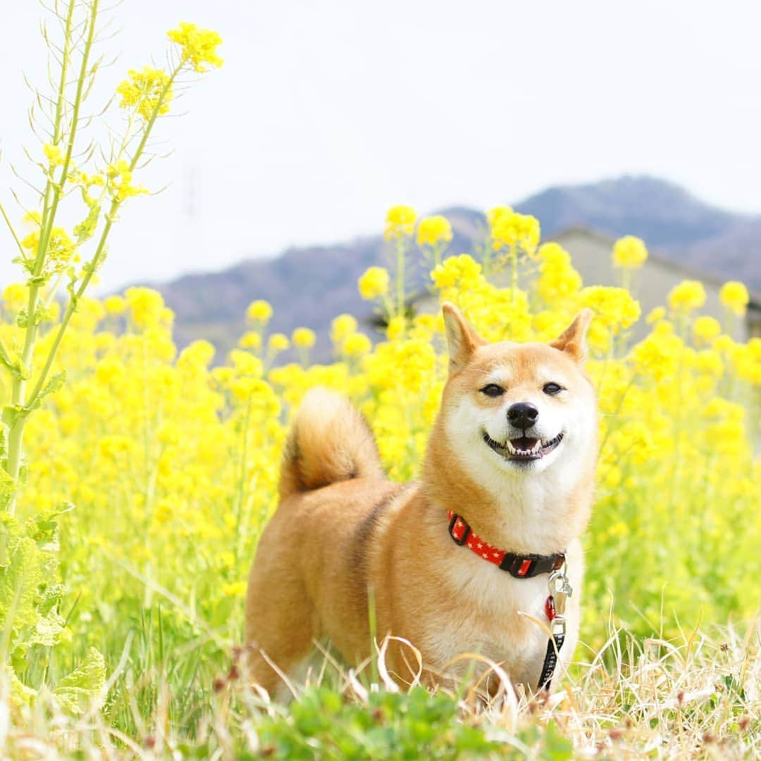 柴犬 ゆりのインスタグラム：「2019.4.4 本日の桜パトロール ゆり地方七分咲きでした🌸 なので菜の花picお届けします🌞  Location：大阪府 #菜の花 #犬 #柴犬 #風景 #shibainu #shibastagram #dog #dogstagram #dogsofinstaworld #dogsofinstagram #bestjapanpics #japan_daytime_view #japan_of_insta #team_jp_ #tokyocameraclub #instagramjapan #igersjp #instagood #pecoいぬ部 #flowers #scenery #landscape #west_dog_japan #ビューティープロコンテスト」