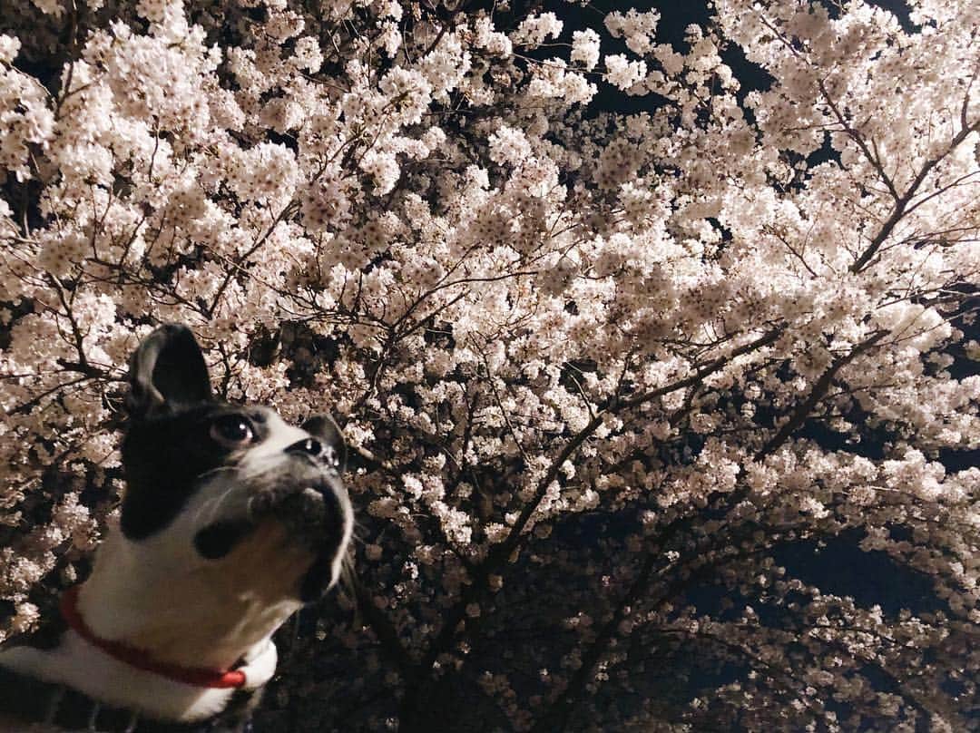千国めぐみさんのインスタグラム写真 - (千国めぐみInstagram)「毎年の 夜桜と、ぼく。 シリーズ。」4月4日 21時16分 - chikunimegumi