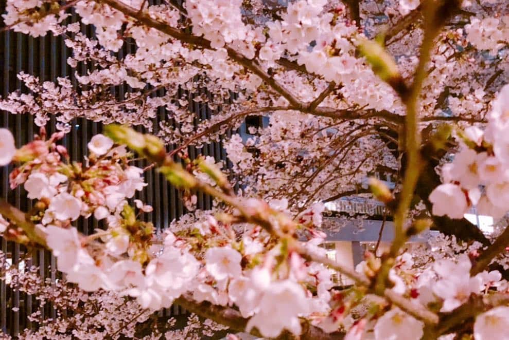 岡安弥生さんのインスタグラム写真 - (岡安弥生Instagram)「桜の季節ですが、まだまだ張り番はみなさん大変(*_*)早く暖かくならないかな。#桜#春#花冷え#張り番#リポート」4月4日 21時18分 - yayoin3