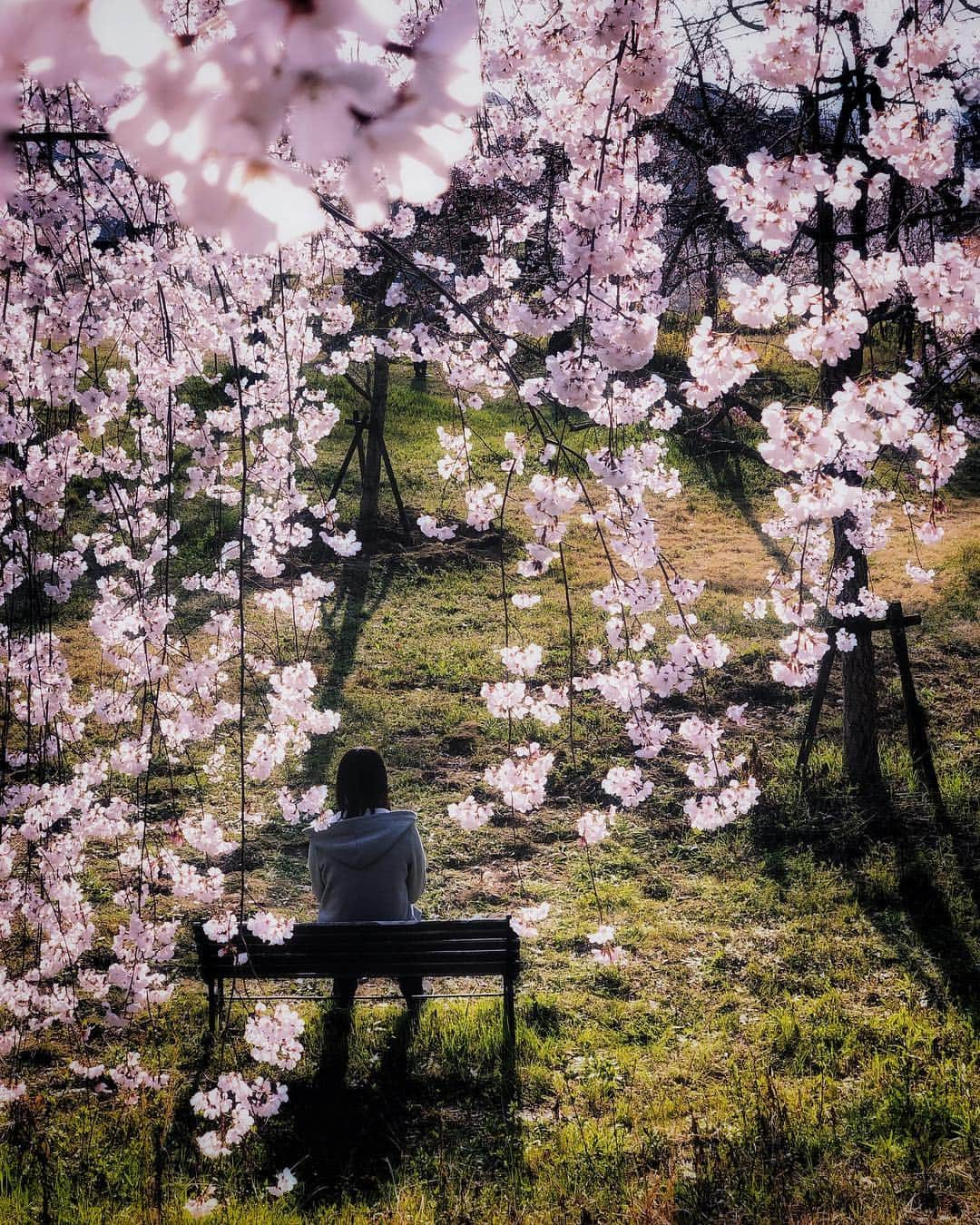 tetsuya.iさんのインスタグラム写真 - (tetsuya.iInstagram)「• • 平日最高🌸 • #iphoneonly #ShotOniPhone • •」4月4日 21時18分 - r_papa