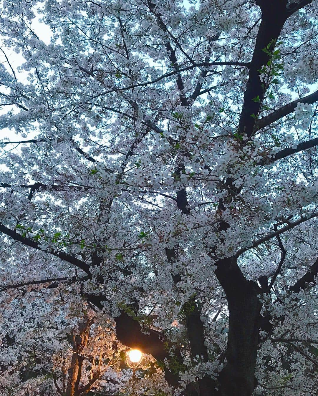 本谷亜紀さんのインスタグラム写真 - (本谷亜紀Instagram)「通勤途中で誰もいない公園にて❗️今年の桜は咲いてない木もあれば、咲き終わった木もあって。お陰でゆっくり長い時間花見を出来るね😆しかし、、寒いね❗️ #お花見」4月4日 21時18分 - akichi0518_ramen