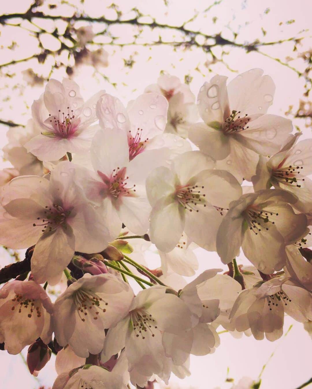 小峰みこさんのインスタグラム写真 - (小峰みこInstagram)「桜が咲いててキレイだったよ🌸 このあと、1368段の階段を登ることに…😱 . #こんぴらさん #お参り #金比羅山 #1368段の階段 #香川 #旅行 #みこっくま #konpira #kagawa #travel」4月4日 21時21分 - mico_19911201