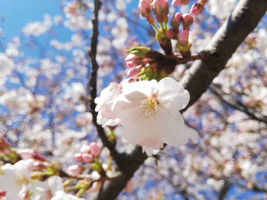 畠山智妃さんのインスタグラム写真 - (畠山智妃Instagram)「幸手桜祭りいってきました🌸  今日もまた吉と😃💕 前を見ても後ろ振り返っても桜🌸桜🌸桜🌸‼️ 菜の花菜の花菜の花😍✨✨✨✨✨✨ すごぉぉぉくきれいで、心洗われた気がしました😌  秋生まれの我が子は、初桜🌸でした😚 こんな素敵な所と知らず… 来年も行きたい最高の場所です❣️ #幸手権現堂桜堤  #吉とは週３で会う」4月4日 21時24分 - chaki_wooper
