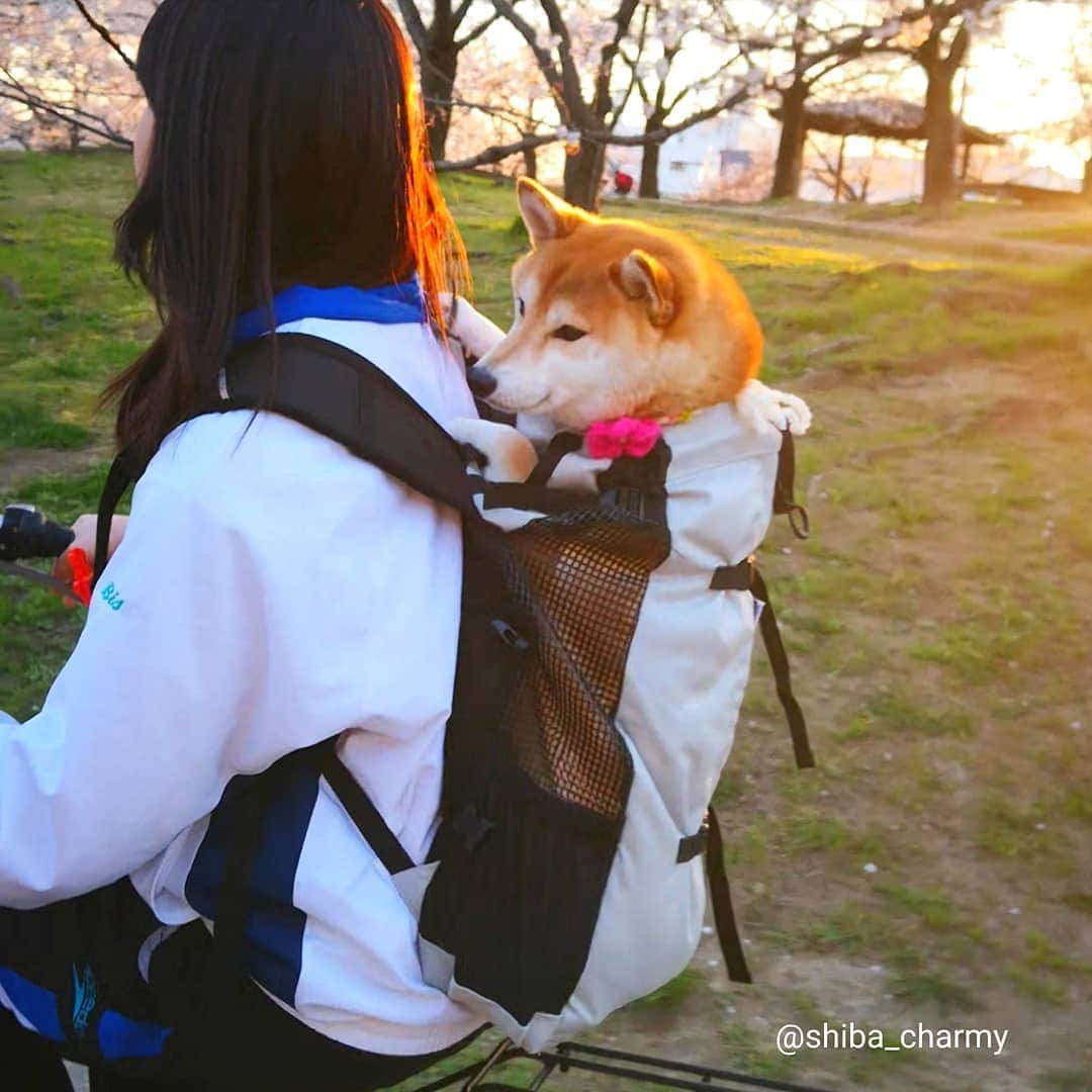 ちゃみさんのインスタグラム写真 - (ちゃみInstagram)「🌸🐶 部活帰りのお姉ちゃんと桜を見てきたよ 😁 #満開まであと少し🌸  #k9スポーツサック」4月4日 21時25分 - shiba_charmy