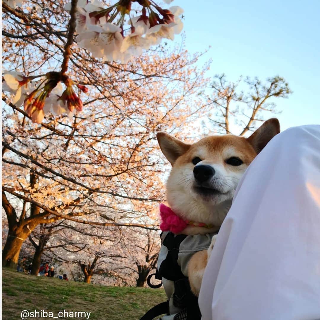 ちゃみさんのインスタグラム写真 - (ちゃみInstagram)「🌸🐶 部活帰りのお姉ちゃんと桜を見てきたよ 😁 #満開まであと少し🌸  #k9スポーツサック」4月4日 21時25分 - shiba_charmy