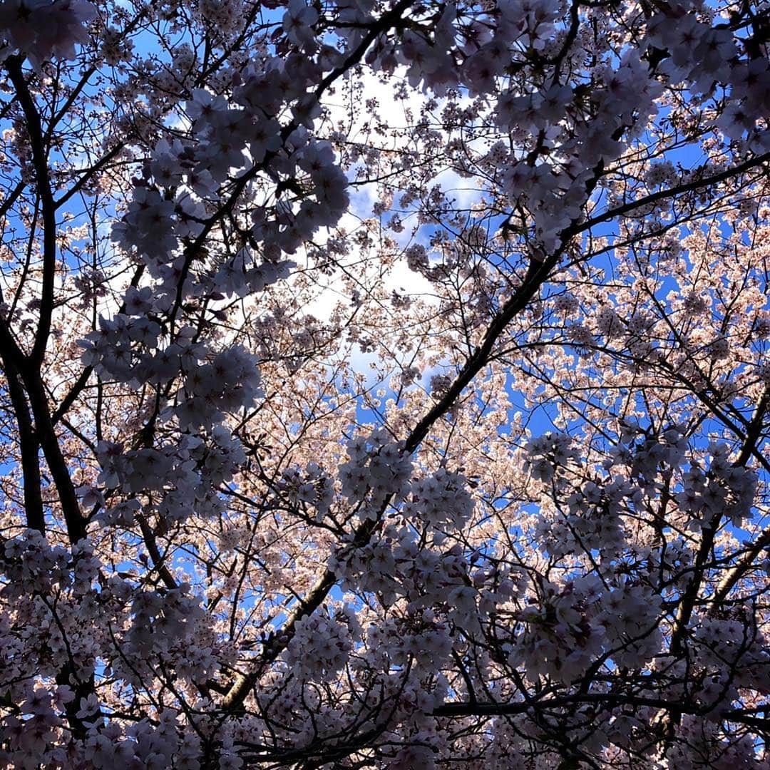 木山裕策さんのインスタグラム写真 - (木山裕策Instagram)「🌸🌸🌸」4月4日 21時28分 - kiyamayusaku