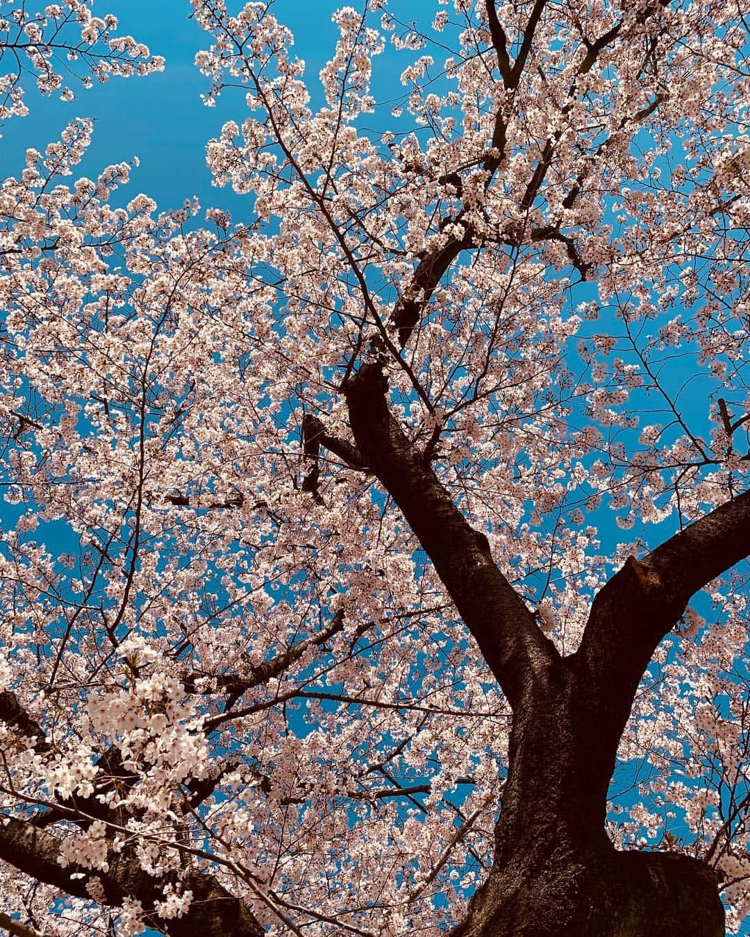 波多野結衣さんのインスタグラム写真 - (波多野結衣Instagram)「日本の桜✾ おすそわけ！ . . #代々木公園 #桜 #夕焼け #晴天 #綺麗でした」4月4日 21時30分 - hatachan524